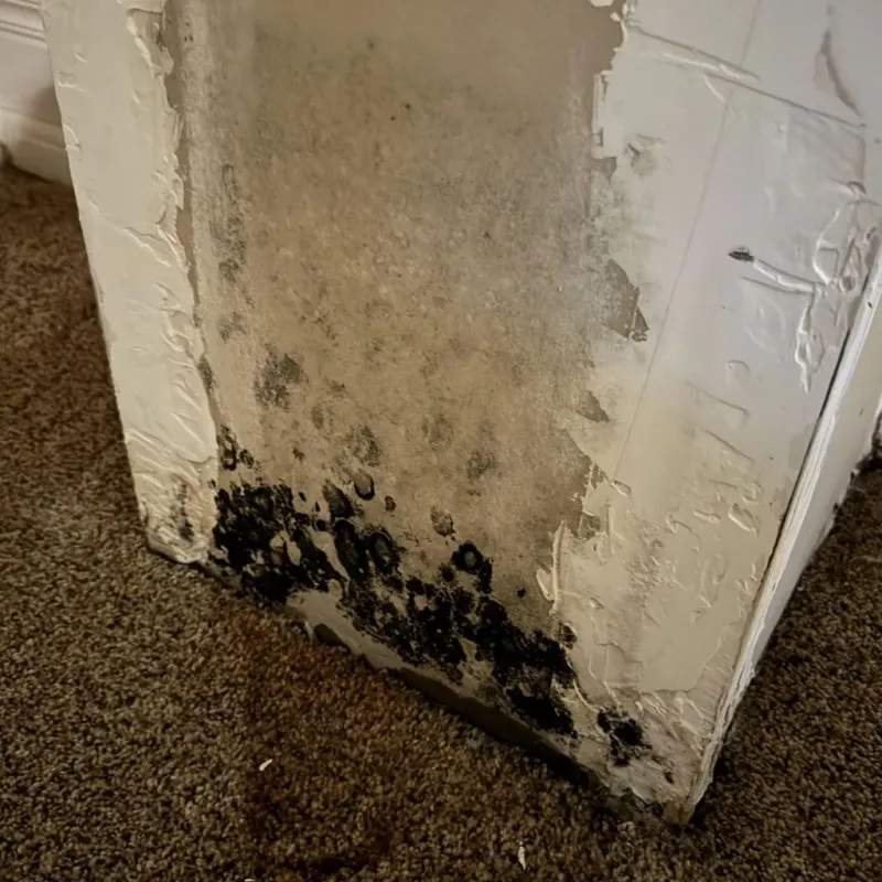 Professional Mold Removal in Jasper County, IL